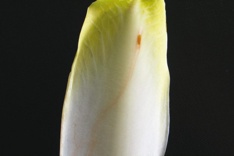 witloof 
