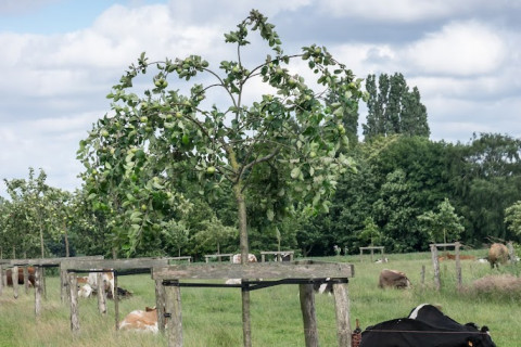 Hoogstamfruit met runderen