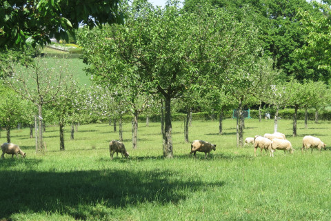Hoogstamboomgaard met schapen
