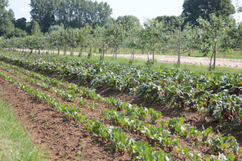 Groenten in agroforestry