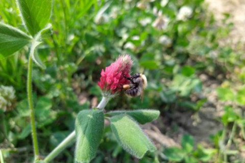 akkerhommel