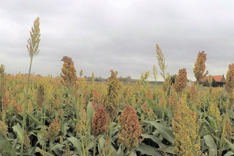 Sorghum bio lichte versie