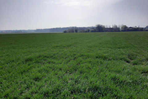 Grasland