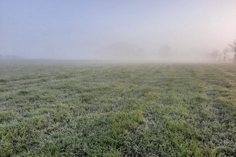 Grasland