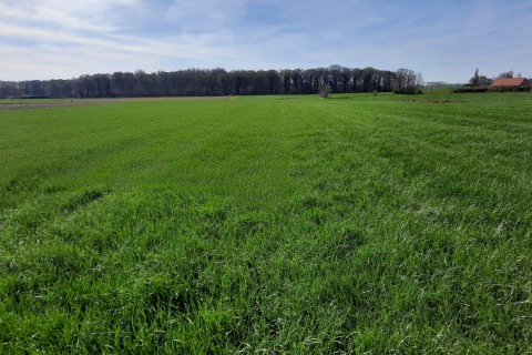 Grasland