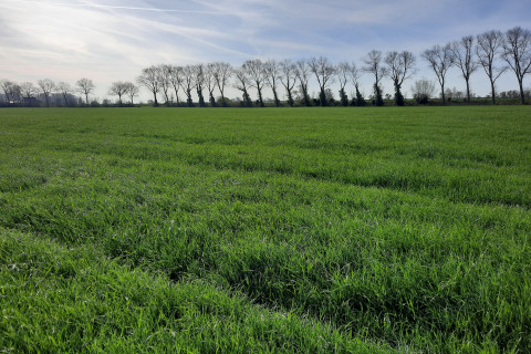 Grasland