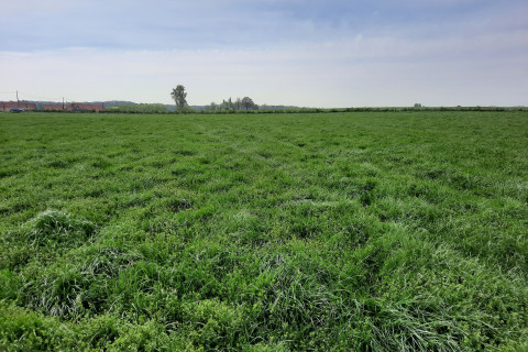 Grasland