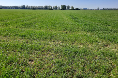 Grasland