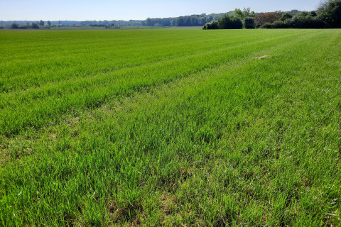 Grasland