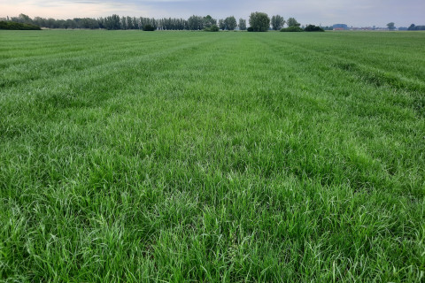 Grasland