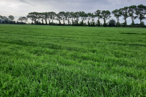 Grasland