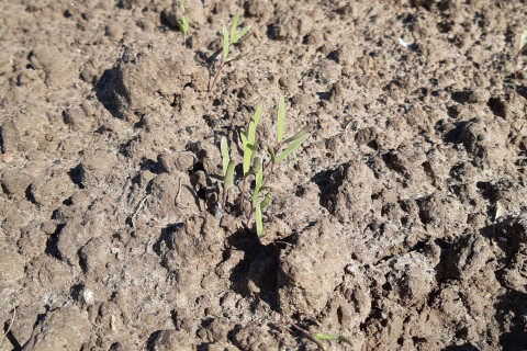 quinoa opkomst 2022