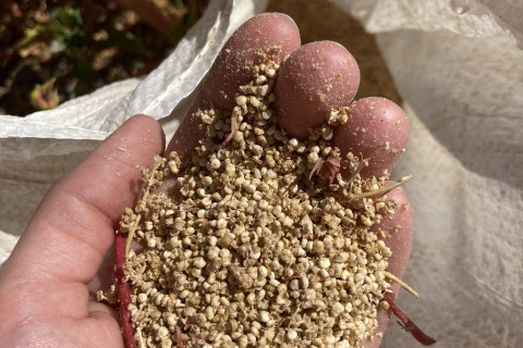 quinoa oogst Zeno 2022