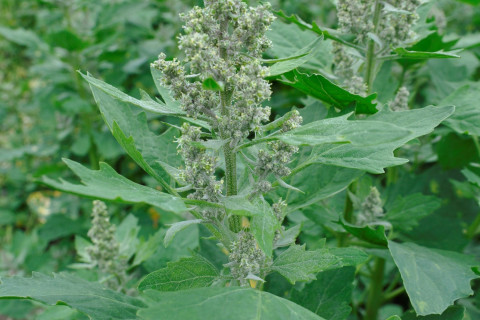 quinoa op 10 juni 2022