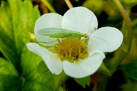 Aardbeibloesem