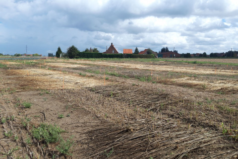 Roten hennep3