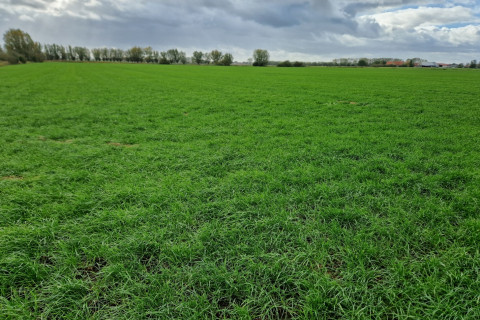 Grasland