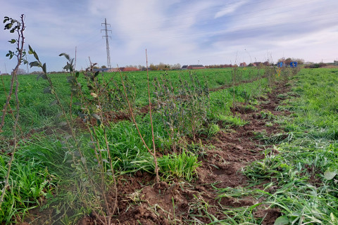 Aanplant gemengde heg agroforestryperceel