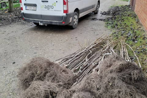 Notenbomenkwekerij 1