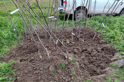 Inkuilen van de notenbomen op het perceel