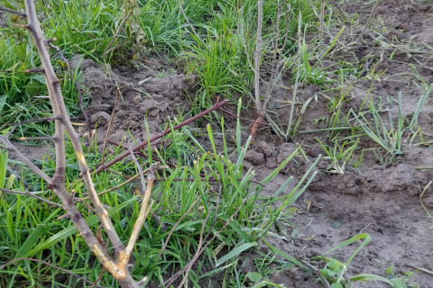 Vraatschade aan struiken gemengde heg