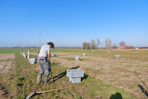 Staalname bodemincubatie agroforestry perceel