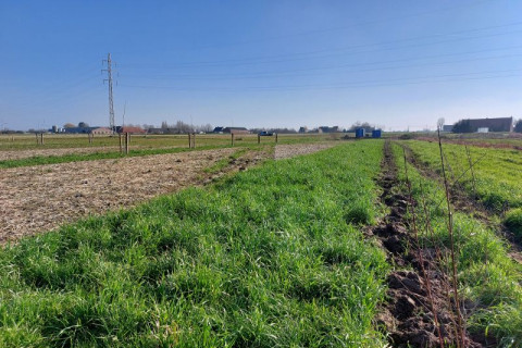 Agroforestry aanplant sfeerbeeld