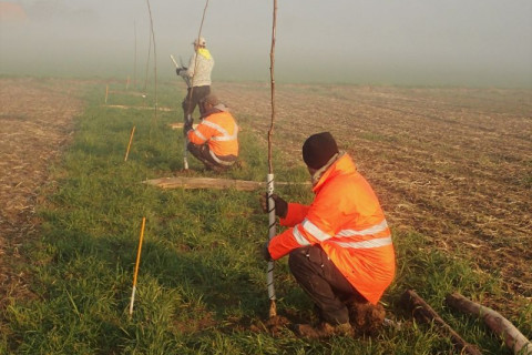 Agroforestry aanplant sfeerbeeld