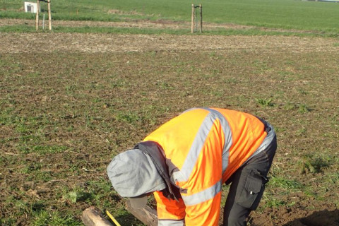 Agroforestry aanplant sfeerbeeld