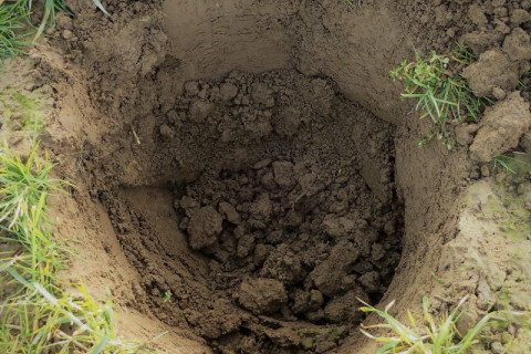 Agroforestry aanplant sfeerbeeld