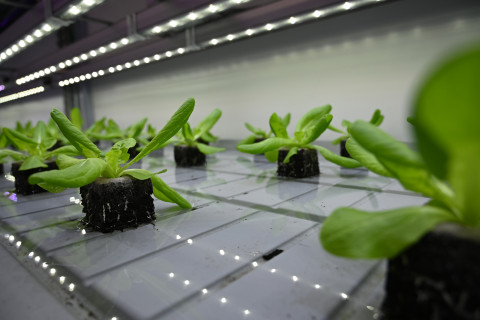 Meerlagenteelt Agrotopia
