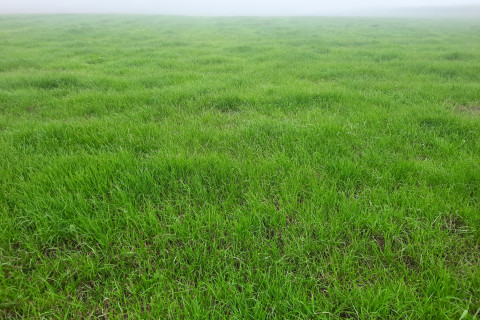 Grasland