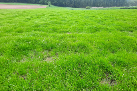 Grasland
