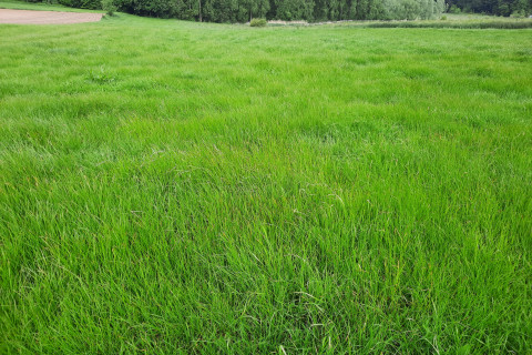 Grasland