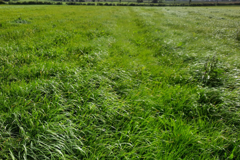 Grasland