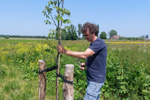Bijkomende bescherming van walnoten tegen de wind