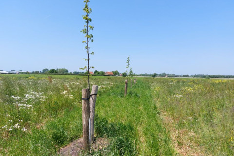 Bomenrij met gemaaide boomstrook