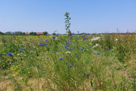 Boomstrook sfeerbeeld