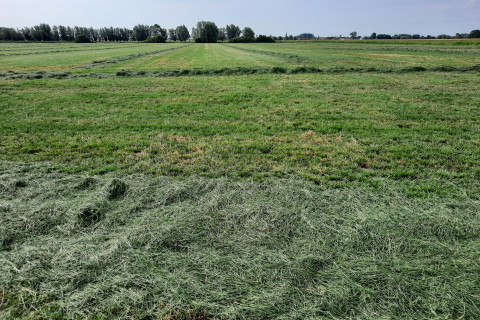 Grasland