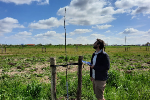 Scoren uitlopen walnoot agroforestry perceel