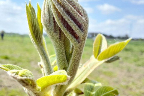 uitlopen knop walnoot detail