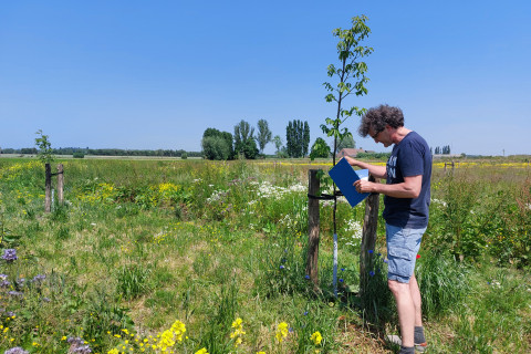 Opvolging van de walnoten op het agroforestryperceel