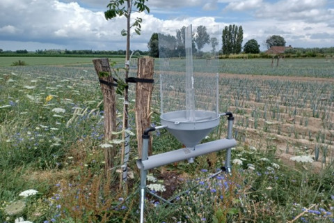 Vensterval op het agroforestryperceel