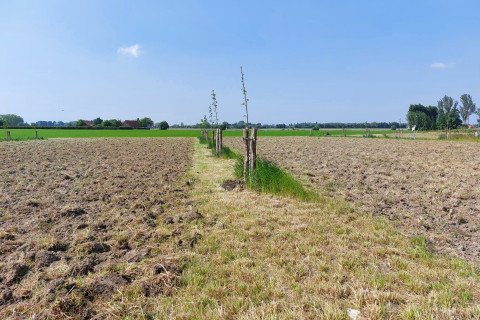Rotoreggen van het agroforestryperceel