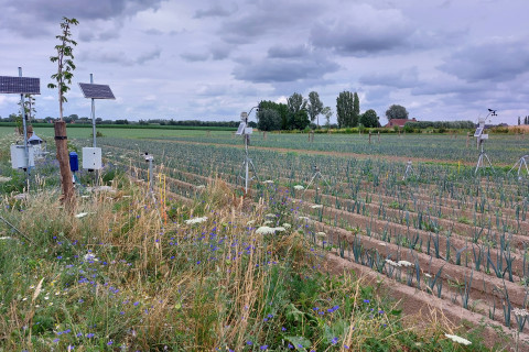 Prei in agroforestry
