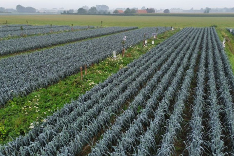 Dronebeeld van het agroforestryperceel met tussenteelt prei