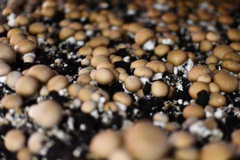 Champignons die geteeld worden
