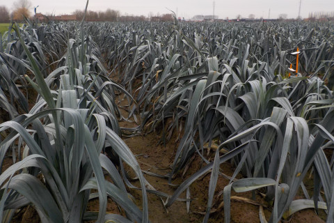 prei veld