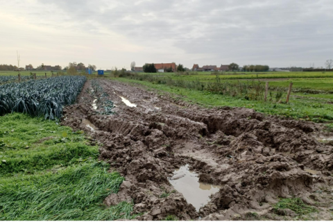 Oogsten prei onmogelijk door natte bodem