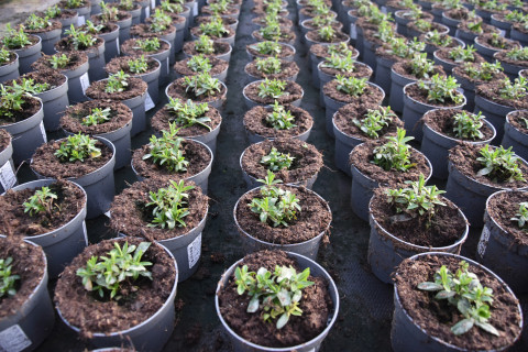 Plantjes in potjes bij sierteler